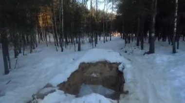 fpv insansız hava aracı kış ormanlarında gün batımında, yeşil köknar ağaçları, beyaz kar