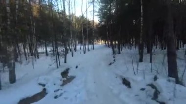 fpv drone flight in the winter forest at sunset, green fir trees, white snow