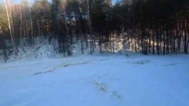 fpv insansız hava aracı kış ormanlarında gün batımında, yeşil köknar ağaçları, beyaz kar