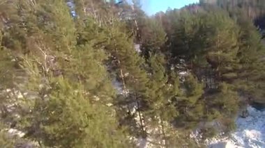 fpv insansız hava aracı kış ormanlarında gün batımında, yeşil köknar ağaçları, beyaz kar