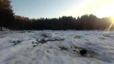 fpv insansız hava aracı kış ormanlarında gün batımında, yeşil köknar ağaçları, beyaz kar