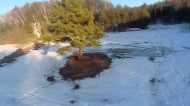 fpv insansız hava aracı kış ormanlarında gün batımında, yeşil köknar ağaçları, beyaz kar