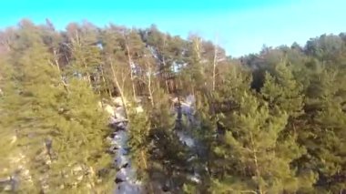 fpv insansız hava aracı kış ormanlarında gün batımında, yeşil köknar ağaçları, beyaz kar