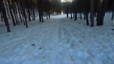 fpv insansız hava aracı kış ormanlarında gün batımında, yeşil köknar ağaçları, beyaz kar