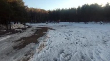 fpv insansız hava aracı kış ormanlarında gün batımında, yeşil köknar ağaçları, beyaz kar