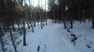 fpv drone flight in the winter forest at sunset, green fir trees, white snow