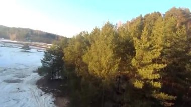 fpv insansız hava aracı kış ormanlarında gün batımında, yeşil köknar ağaçları, beyaz kar