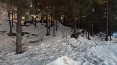 fpv insansız hava aracı kış ormanlarında gün batımında, yeşil köknar ağaçları, beyaz kar