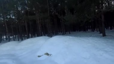 fpv insansız hava aracı kış ormanlarında gün batımında, yeşil köknar ağaçları, beyaz kar