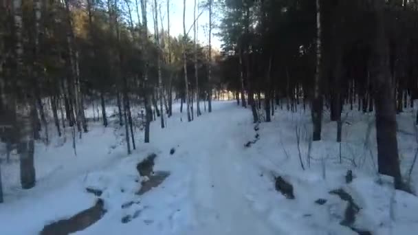Fpv Drone Flight Winter Forest Sunset Green Fir Trees White — Stock video