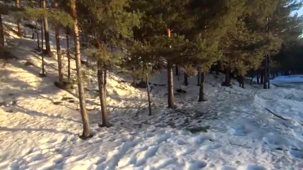 Fpv Drone Volo Nella Foresta Invernale Tramonto Abeti Verdi Neve — Video Stock