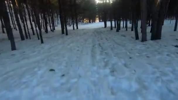 Fpv Drone Flight Winter Forest Sunset Green Fir Trees White — Stockvideo