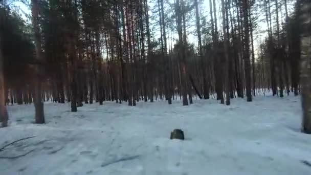 Fpv Drone Flight Winter Forest Sunset Green Fir Trees White — Wideo stockowe