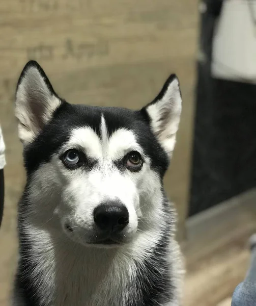 Πορτρέτο Ενός Σκύλου Husky Γαντζώθηκα Ότι Έχει Διαφορετικά Μάτια Αυτό — Φωτογραφία Αρχείου