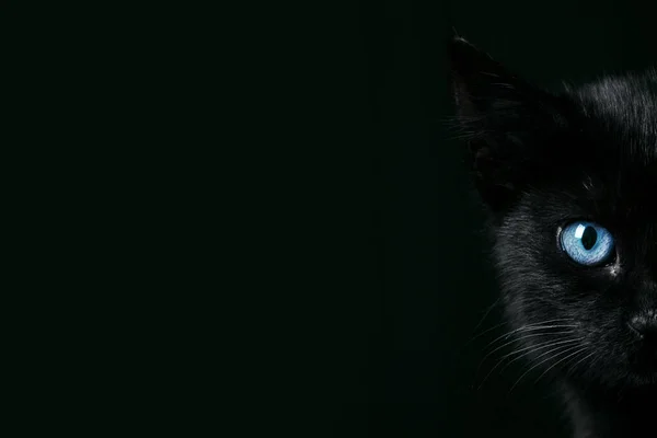 Черный Котенок Черном Фоне Портрет Хэллоуинской Кошки Голубыми Глазами Панорамная — стоковое фото
