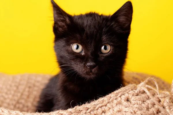 Черный Котёнок Жёлтом Фоне Портрет Хэллоуина — стоковое фото