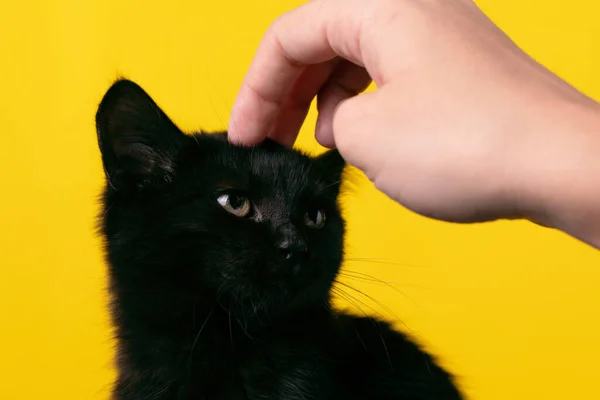 Sarı Arka Planda Siyah Kedi Cadılar Bayramı Kedisinin Portresi — Stok fotoğraf