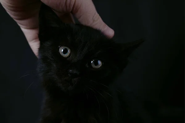 Mano Accarezza Gatto Nero Sfondo Scuro Concetto Amore Animale — Foto Stock