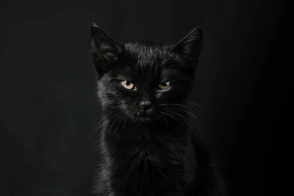 Zwart Kitten Kijken Naar Camera Donkere Achtergrond Concept Van Halloween — Stockfoto