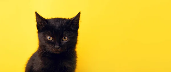 Svart Kattunge Över Gul Bakgrund Porträtt Halloween Katt Panorama Banner — Stockfoto