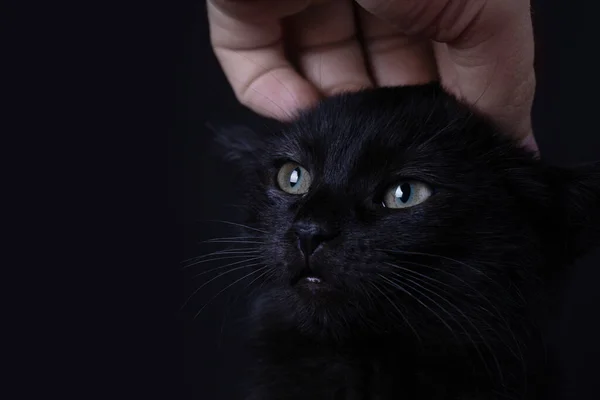 害怕的黑猫虐待动物的概念 — 图库照片