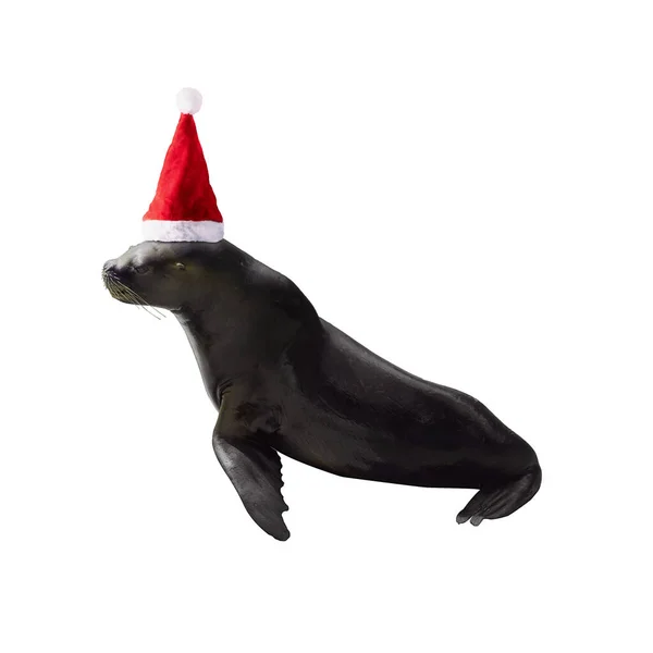 サンタクロースの帽子の毛皮のシール白い背景に隔離され 陽気なクリスマスのコンセプト — ストック写真