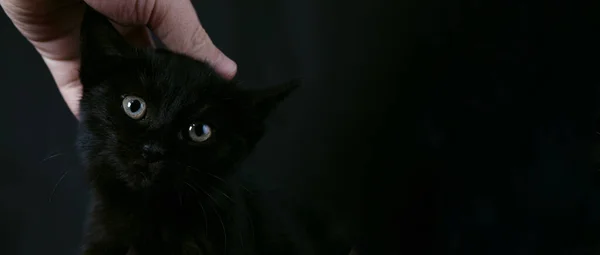 Kéz Simogatja Fekete Macska Sötét Háttér Állat Szerelem Koncepció Panoráma — Stock Fotó