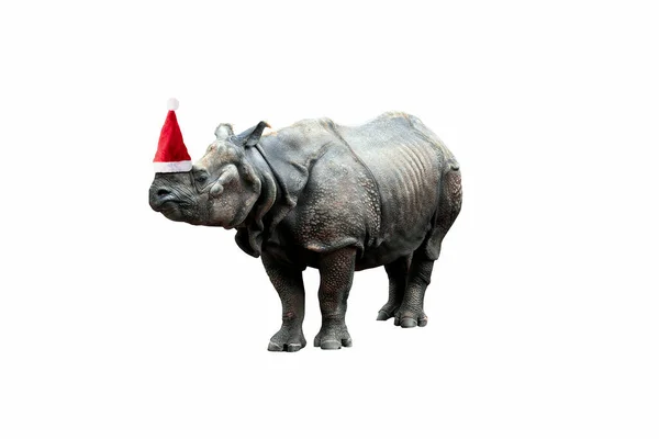 Rhinocéros Dans Chapeau Père Noël Isolé Sur Fond Blanc Concept — Photo