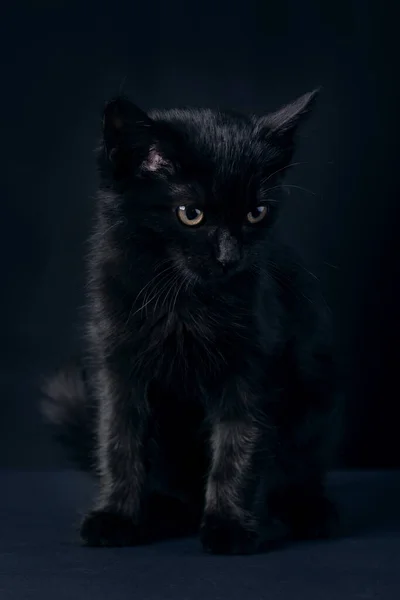 Μαύρη Γάτα Στέκεται Πάνω Από Μπλε Φόντο Έννοια Της Παρασκευής — Φωτογραφία Αρχείου