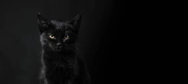Black Cat Standing Dark Background Concept Friday 13Th Panoramic Banner — Stock Photo, Image