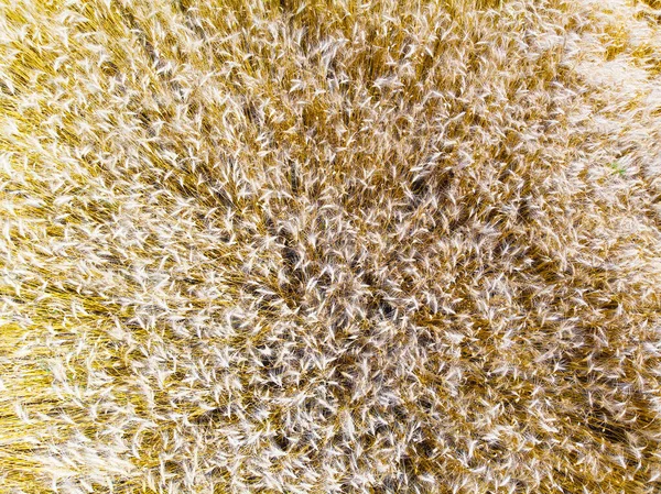 Buğday Tarlası Altın Buğday Kulakları Üst Manzara Havadan Çekim — Stok fotoğraf