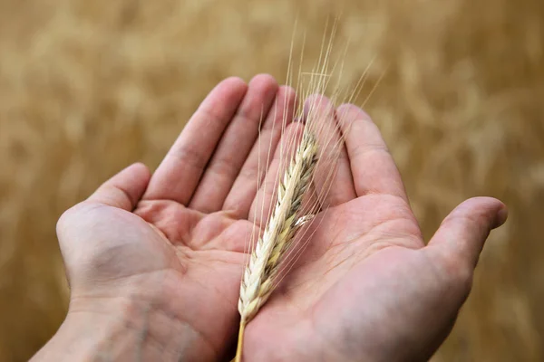 Gyllene Spikelet Vete Händerna Rikt Skördekoncept — Stockfoto