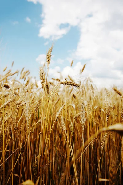 Wheat Field Blue Sky Vertical Photo — 스톡 사진