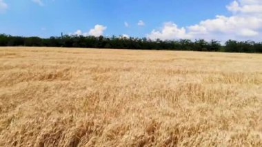 Tarlada altın buğday kulakları. Buğday tarlası üst hava manzarası. Rüzgar, tahıl mahsullerini savurur..
