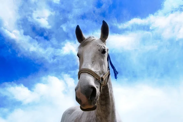 Biały Koń Portret Tle Nieba — Zdjęcie stockowe