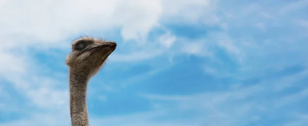 Retrato Avestruz Emu Sobre Fundo Céu Layout Panorâmico — Fotografia de Stock