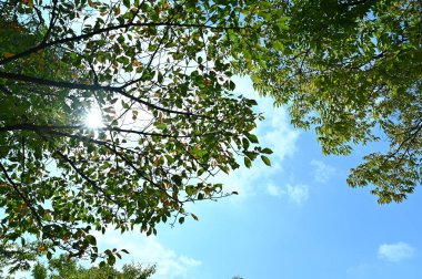 Dallardan gelen yeşil ağaçlar ve güneş ışığı