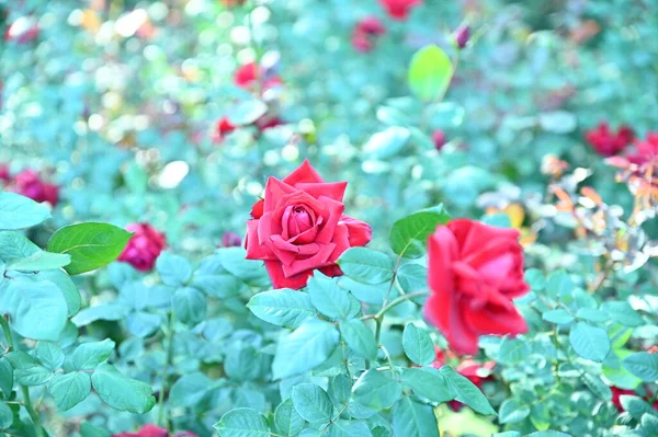 Троянда Яка Красиво Цвіте Трояндовому Саду — стокове фото