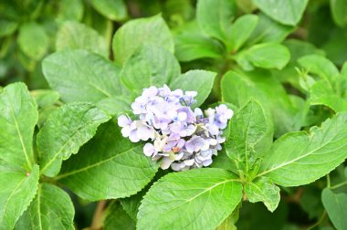 beautiful flowers blooming among the leaves of the grass