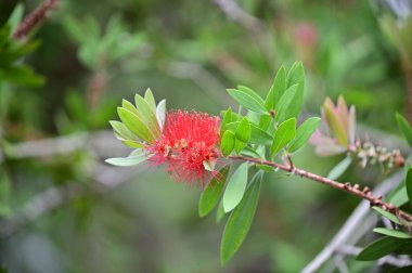 The flowers of the bottle pine tree are beautifully blooming