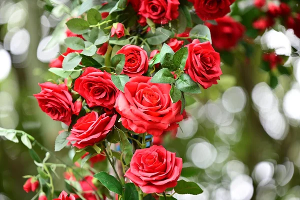 The red roses that feel love bloom beautifully