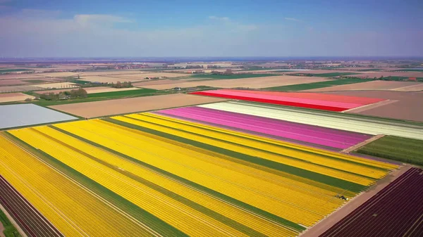 Renkli Tarlalar Çiçekler Doğa Pembe — Stok fotoğraf
