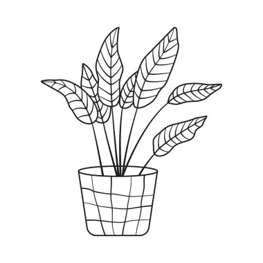 Çiçekçide ev bitkisi. Siyah beyaz çizgili saksı bitkisi. Vektör illüstrasyonu beyaz arkaplanda izole edildi