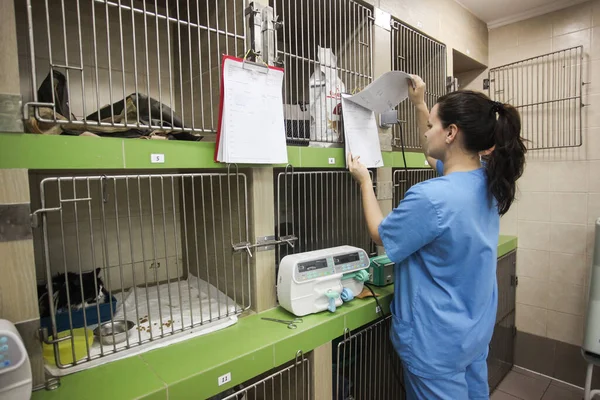 Tyumen Rusia Octubre 2016 Clínica Veterinaria Para Tratamiento Mascotas —  Fotos de Stock