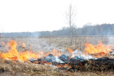Tarladaki bir itfaiyeci yangını suyla söndürüyor.