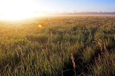 Sabah, nehrin kıyısında çimenlerin üzerinde örümcek ağları olan bir arazide sis.