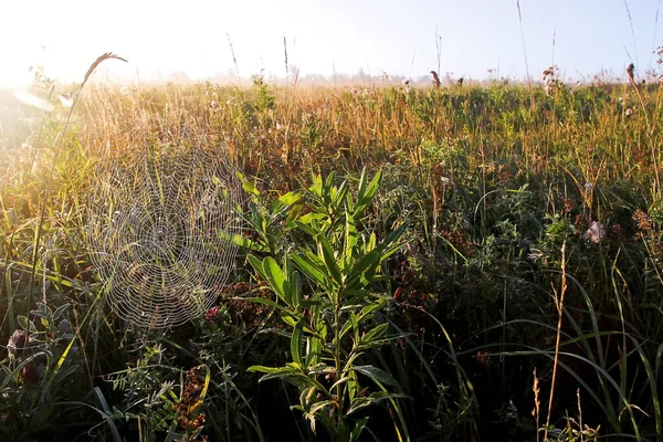 Morning Fog River Field Cobwebs Grass — Stock Photo, Image