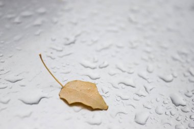 Sonbaharda kuru sarı yapraklı bir arabaya düşer.