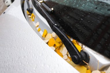 Sonbaharda kuru sarı yapraklı bir arabaya düşer.