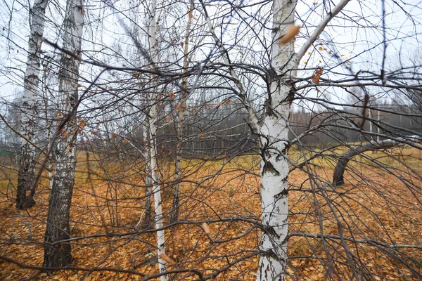 Crooked Birch Tree Yellow Dry Autumn Forest Clearing Standing Separately — Stock Photo, Image